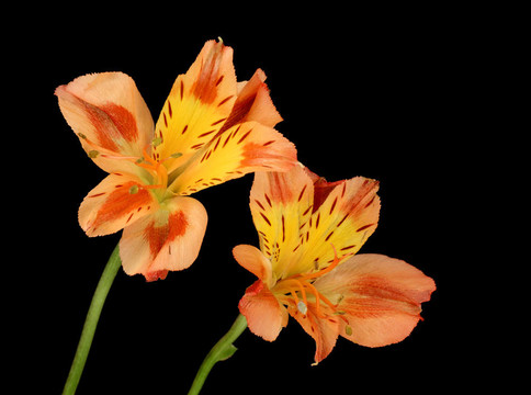 秘魯百合（六出花）