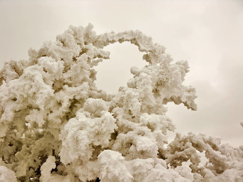 冰雪覆蓋的樹枝