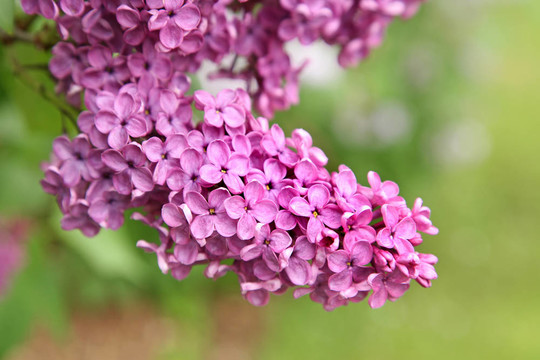 丁香花