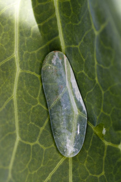 白菜液滴