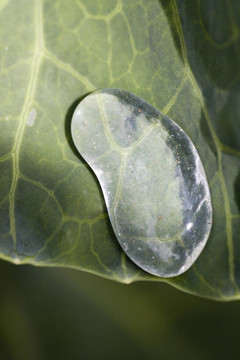 白菜液滴