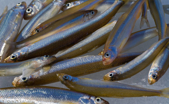 冰上的魚(yú)19