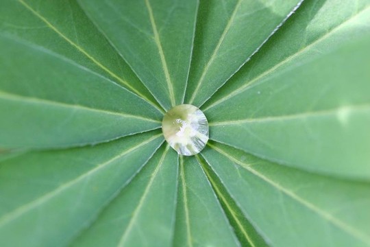 在棕櫚葉的雨滴