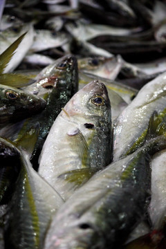 鯖魚(yú)樁