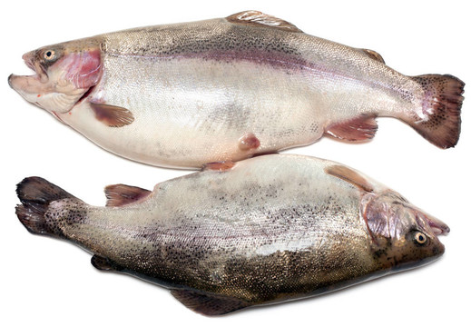 濕魚鱒魚對(duì)