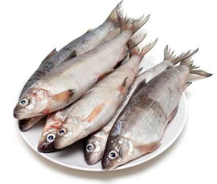 新鮮的魚白魚板