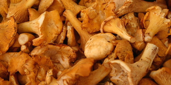 chantarelles