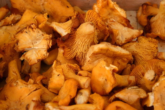 chantarelles