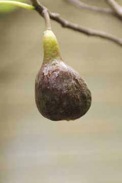 圖