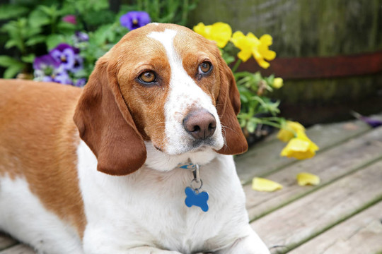 家庭犬