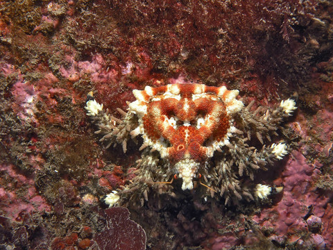 蟹心（Phyllolithodes papillosus）