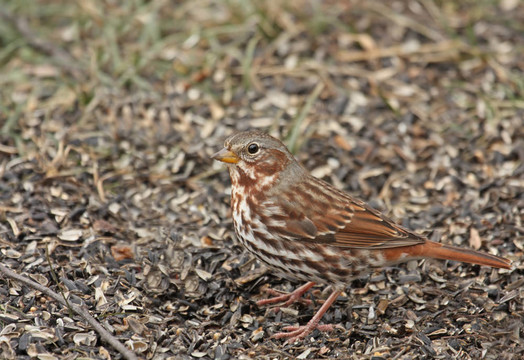 Fox Sparrow（Passerella iliaca）