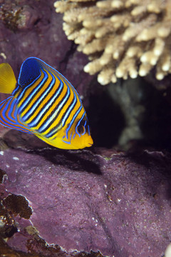 帝王神仙魚(yú)