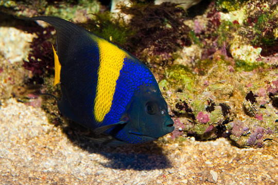 Asfur Angelfish（Pomacanthus asfur）在水族館