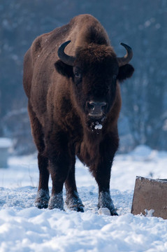 歐洲野牛（Bison bonasus）；男性；在冬天