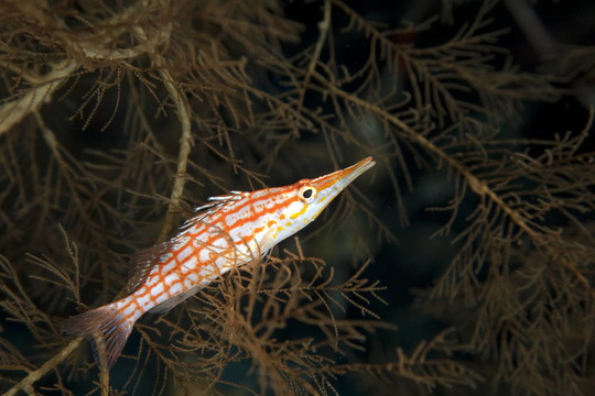 長吻鷹魚黑珊瑚