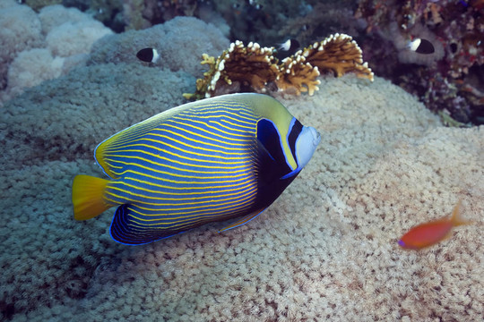 帝王神仙魚
