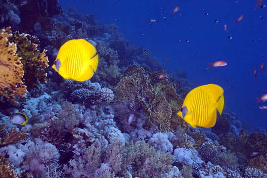 蝴蝶魚和海洋