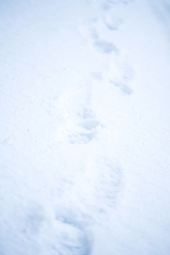 雪中的腳印