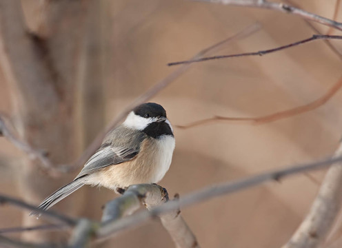 黑頂山雀（Poecile atricapilla）
