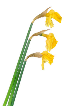 死去的花朵