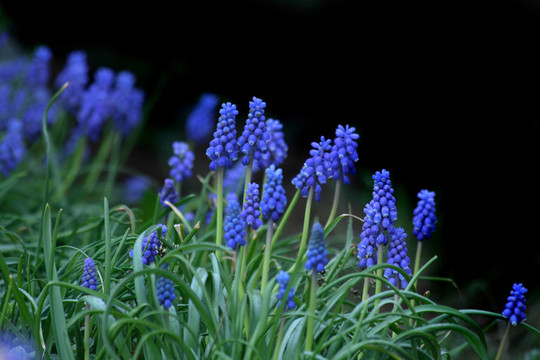 藍(lán)色的花