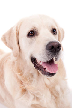 金毛獵犬的肖像