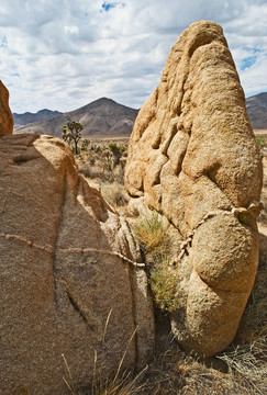 巖層；Joshua Tree