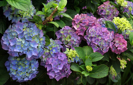 春天的花朵
