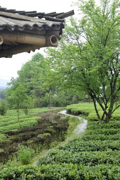 茶園
