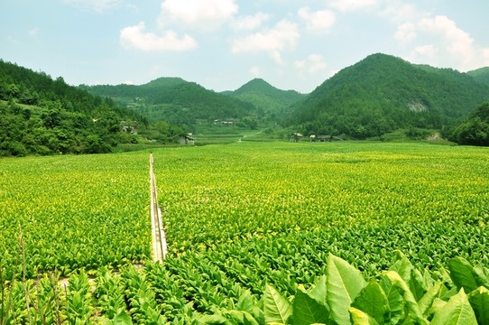 白肋煙基地