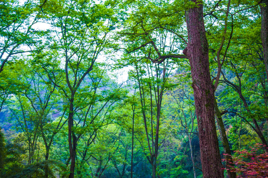 山林 樹(shù)林