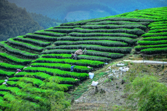 茶園采茶