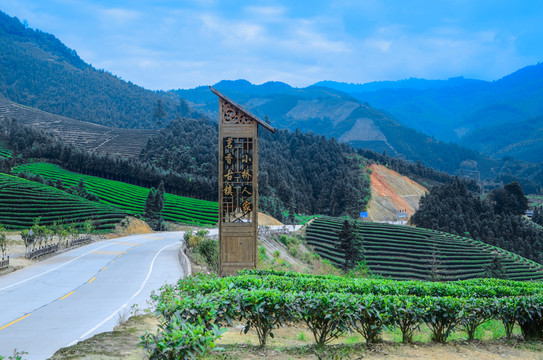 小橋甘源茶山 茶園