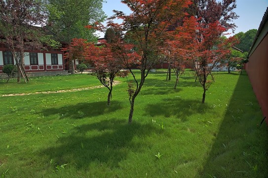 景區(qū)綠草地