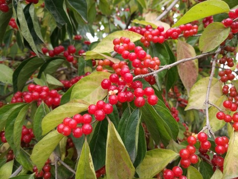紅果