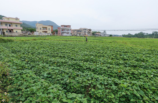 番薯地  鄉(xiāng)村