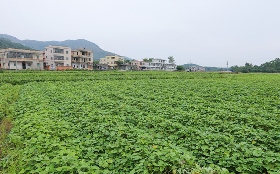 番薯地  鄉(xiāng)村
