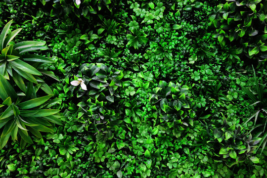 绿叶装饰墙