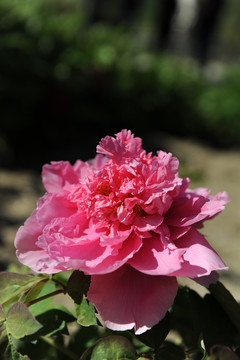 牡丹花