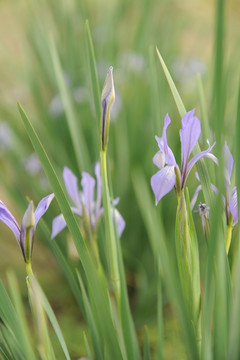 馬蘭花