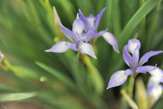 馬蘭花
