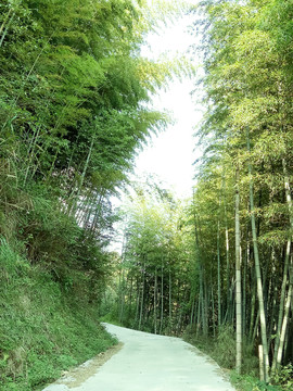 竹林小路
