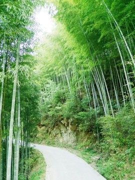 竹林山路