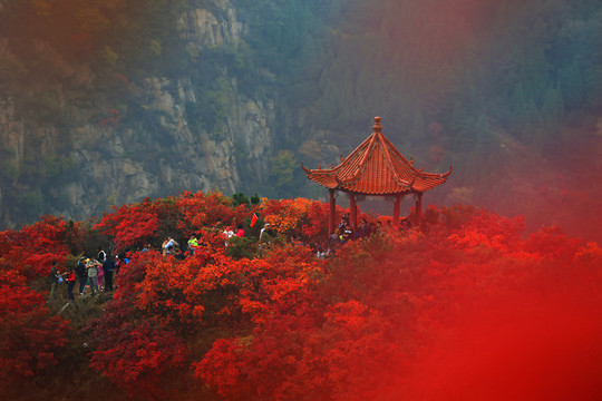 紅葉似火