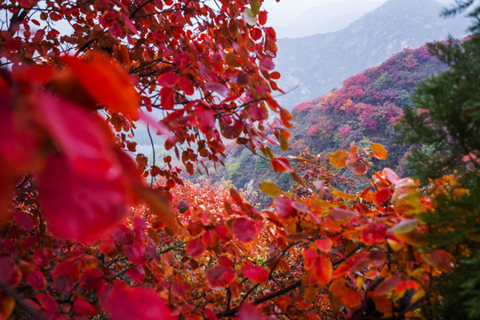 紅葉似火
