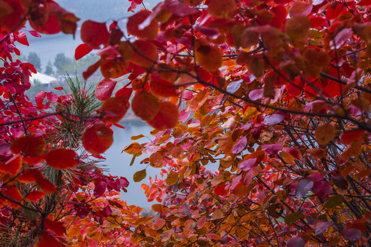 紅葉似火