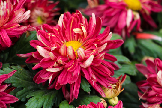 菊花