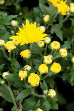 菊花