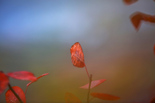 紅葉特寫